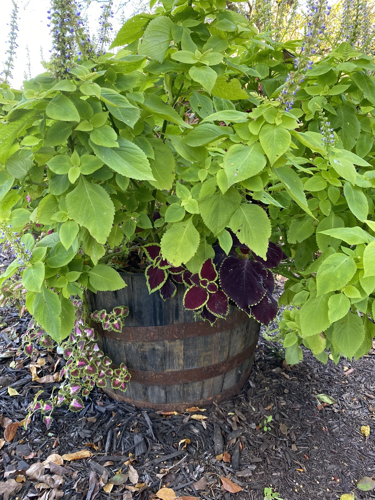 Whiskey Barrel With Flowers