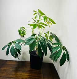 Umbrella tree in 5 inch pot