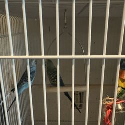 Cage Bird