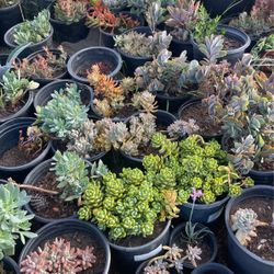 Succulents 