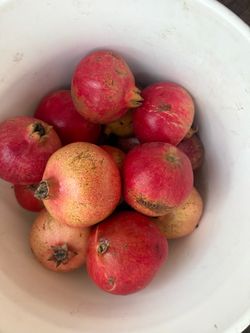 Fresh organic Pomegranates