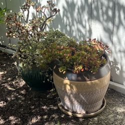 Pot with succulent 