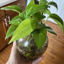 1 Cutting Of Golden Pothos - Money Plant 