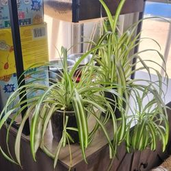 2 Spider Plants Available SPRING SALE