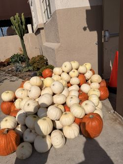 Free Pumpkins!!!