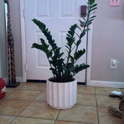 LARGE ZZ Plant