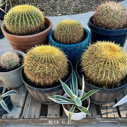 Cactus And Succulents For Sale 