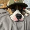 SIR boxer