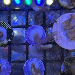 Fake Montipora Coral