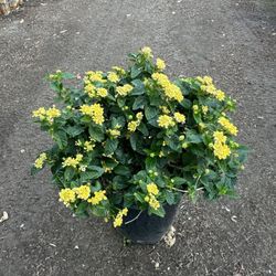 Yellow Lantana