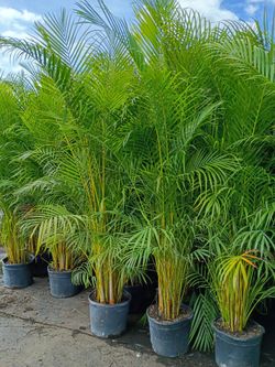 Huge Arecas About 7 Feet Tall Instant Privacy Hedge For Fence