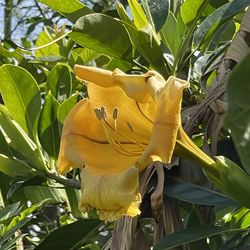 Cup of Gold Vine Tree Bush Plant