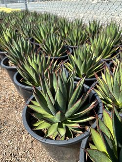Agave “Blue glow”