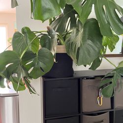 Monstera plant with planter basket 
