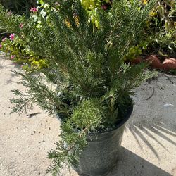 5 Gal. Hollywood Juniper