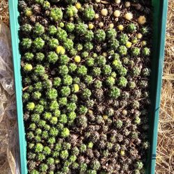 Gymnocalycium Mihanovichii Variega.
