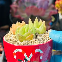 Cute Ceremic with rare succulent