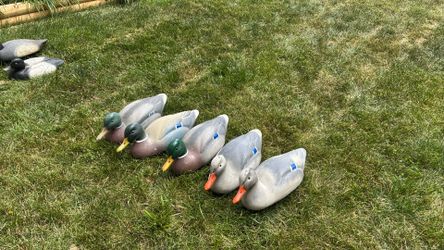 Plastic Mallard Duck Decoys