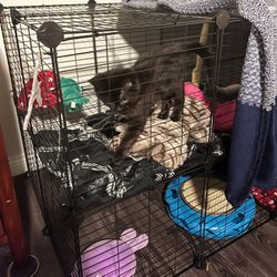 Customizable Black Cage Kitten Not Included