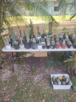 Cactus And Succulents And Other Plants