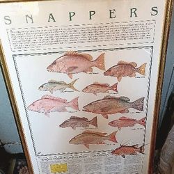 Florida snapper Fish Framed Art 