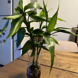 Lucky Bamboo Decor