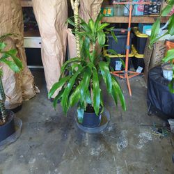 Drecaina Indoor Plant  6 Feet Tall