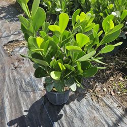 Clusias About 3 Feet Tall Instant Privacy Hedge For Fence