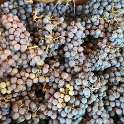 UVA DULCES / SWEET GRAPES