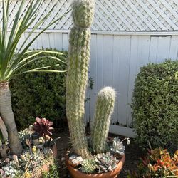 Large 5’ Tall Mature Old Man of the Andes Cactus Oreocereus celsianus Double Plant in Terracotta Pot RARE SIZE succulent Gorgeous Double 