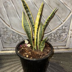 Snake Plant 