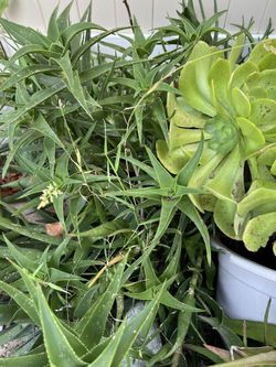 Live Aloe Vera Plant On The Ground