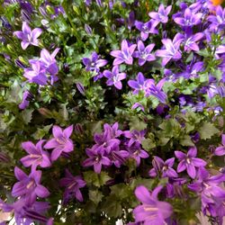 Campanula ( Purple Bellflower) Trailing Perennial . Please See All Pics.