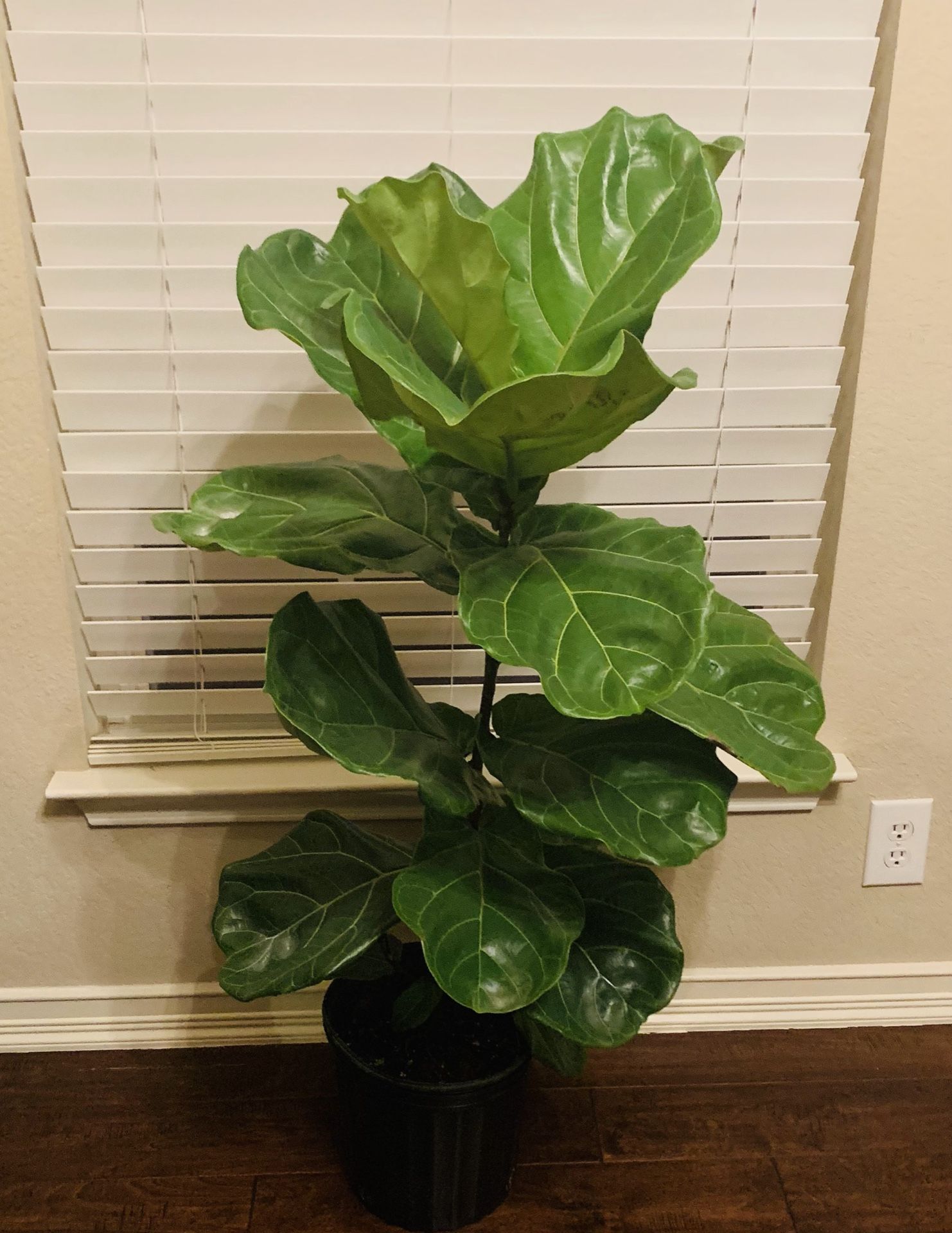 4 ft Live Fiddle leaf fig