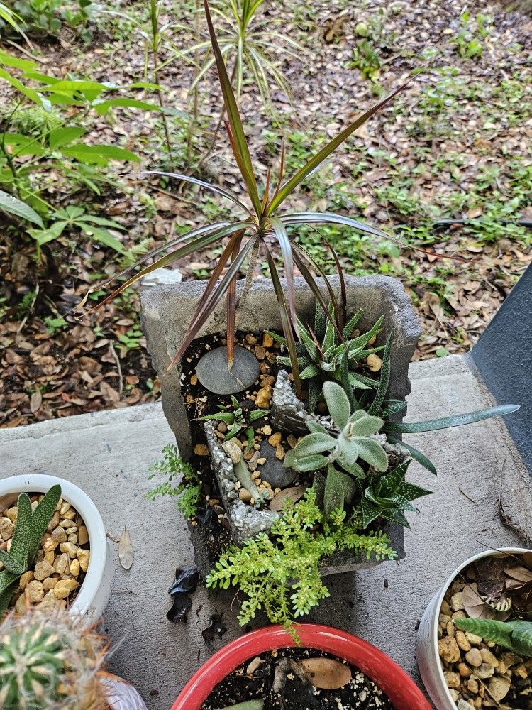 Victorian Concrete Custom Succulent Bed