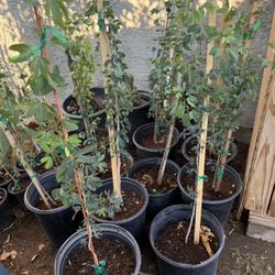 Árboles De Guamúchil Dulce 3 Pies $35 Cada Uno Precio Firme 