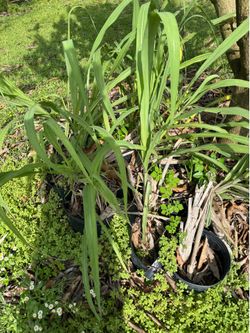Stripe sugar cane