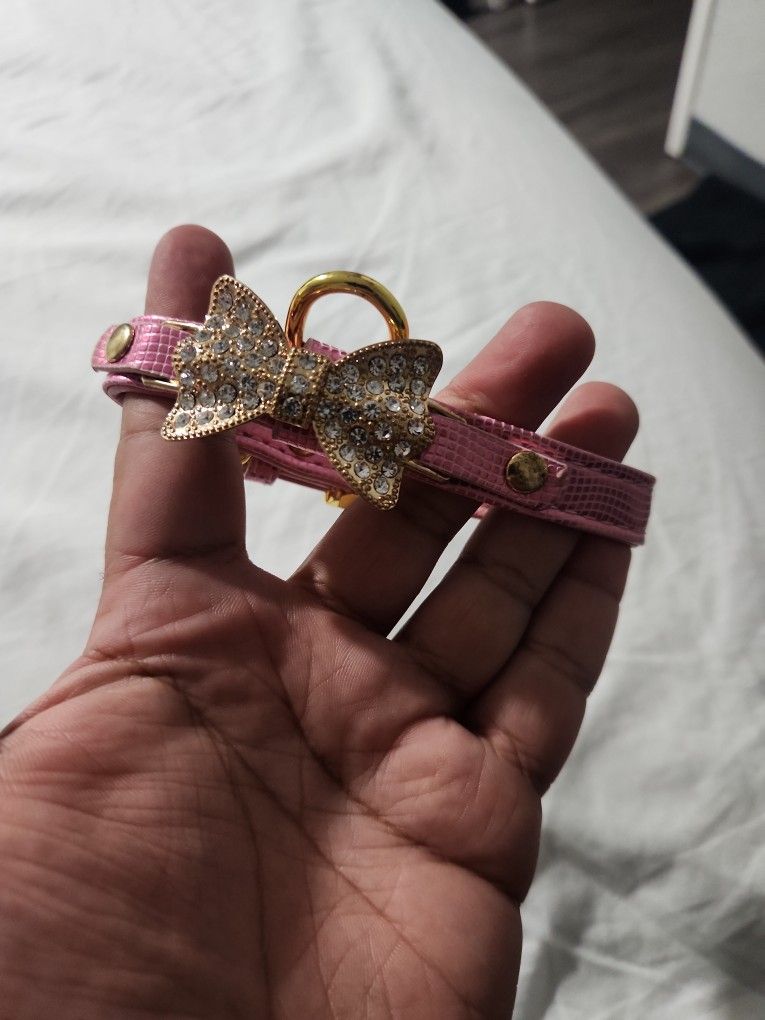 Small Female Dog Collar 