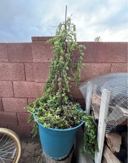 Extra Extra Extra Large Mega Elephant Food Plant