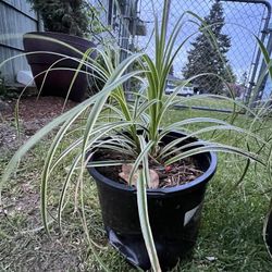 plants