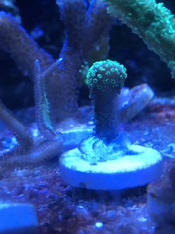 Coral frag
