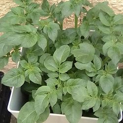Planter And Potato Plant 