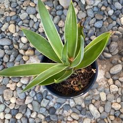 Agave