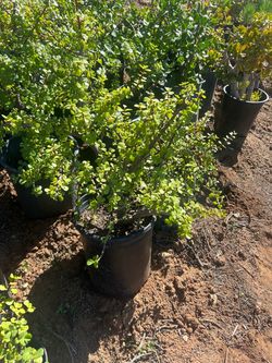 Jade plant