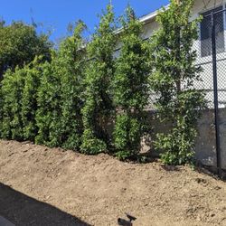 Ficus Trees For Sale