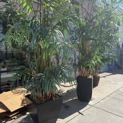 Artificial plant In Pots