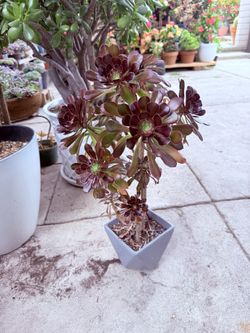 Aeonium