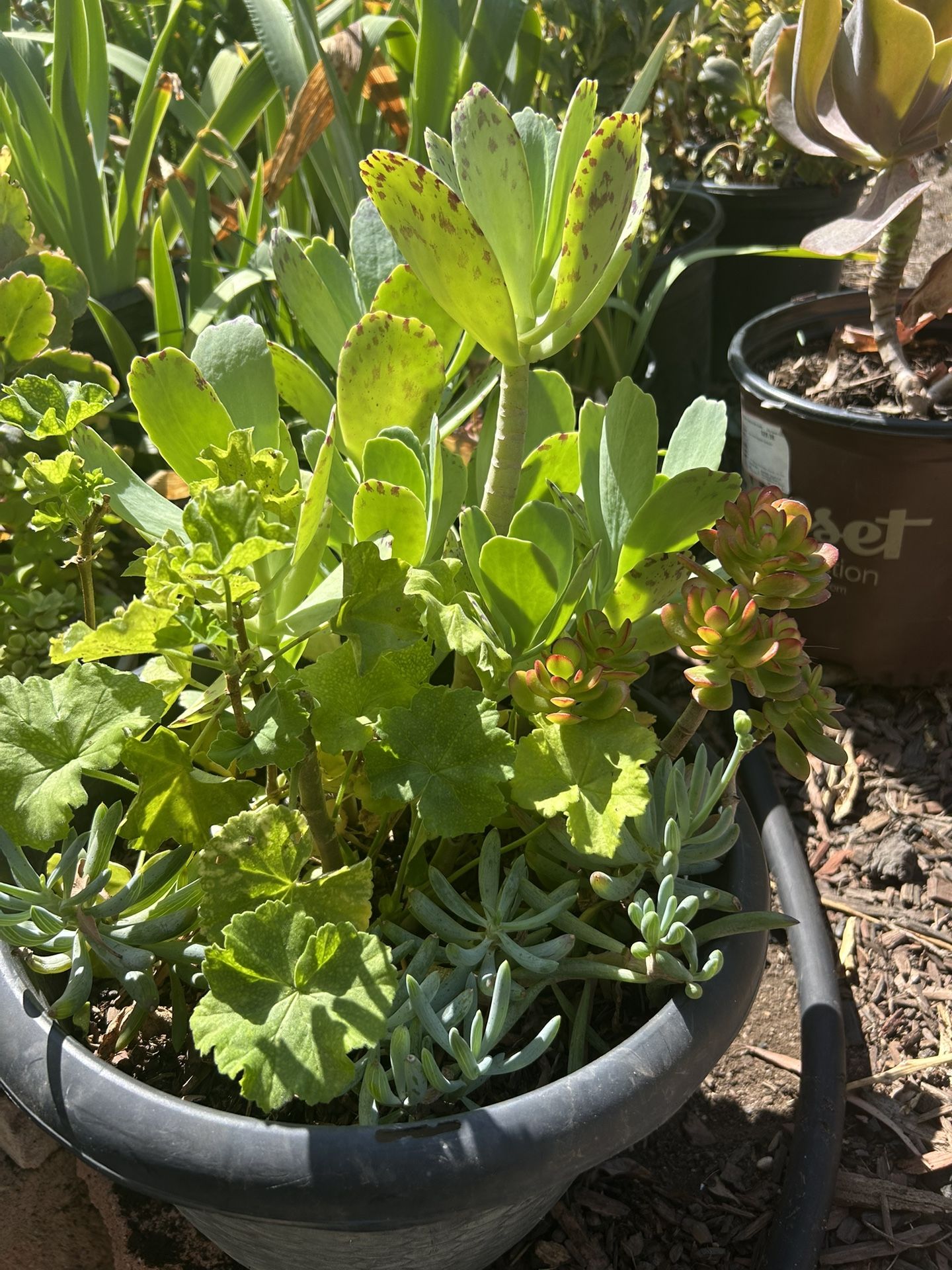 Very nice Flowers pot