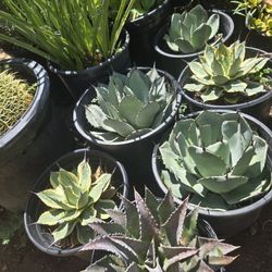 Agaves Plants