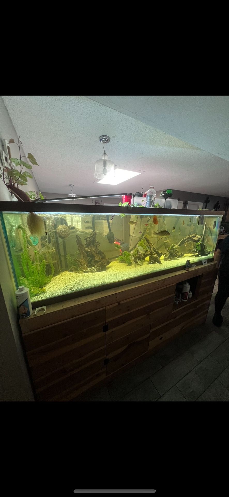7ftx2ftx2ftx 210 Gallon Fish Tank/stand